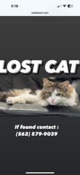 Lost Male Cat last seen Artesia blvd and Orizaba Ave , Long Beach, CA 90805