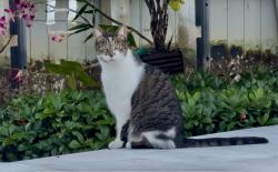 Lost Male Cat last seen Linton & Federal. Tropic Isles , Delray Beach, FL 33483
