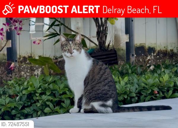 Lost Male Cat last seen Linton & Federal. Tropic Isles , Delray Beach, FL 33483