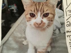 Lost Female Cat last seen Grand us19, Port Richey, FL 34668