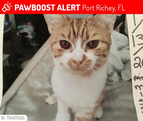 Lost Female Cat last seen Grand us19, Port Richey, FL 34668