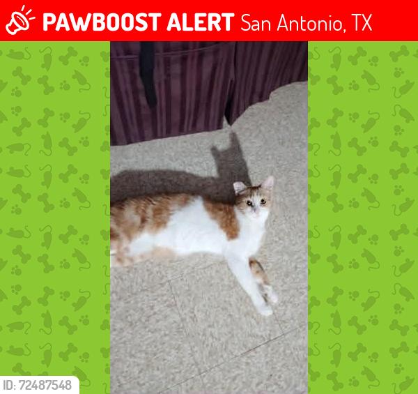 Lost Female Cat last seen Lee high school, Jackson Keller, San Antonio, TX 78213
