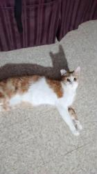 Lost Female Cat last seen Lee high school, Jackson Keller, San Antonio, TX 78213