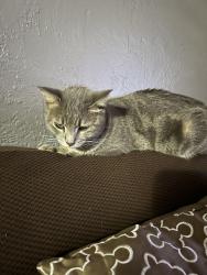 Lost Female Cat last seen Near Sw 10th st , North Lauderdale, FL 33068