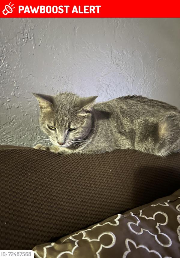 Lost Female Cat last seen Near Sw 10th st , North Lauderdale, FL 33068