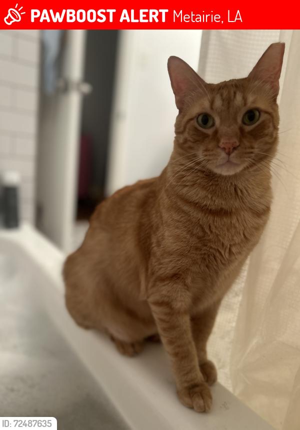 Lost Male Cat last seen Eagle street, Metairie, LA 70001