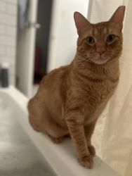 Lost Male Cat last seen Eagle street, Metairie, LA 70001