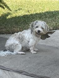 Lost Male Dog last seen Wortham Villages Subdivision, Houston, TX 77065