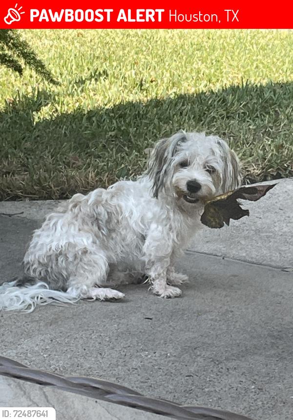 Lost Male Dog last seen Wortham Villages Subdivision, Houston, TX 77065