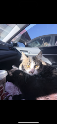 Lost Female Cat last seen By apmts on E. Chapel and N. Concepcion, Santa Maria, CA 93454
