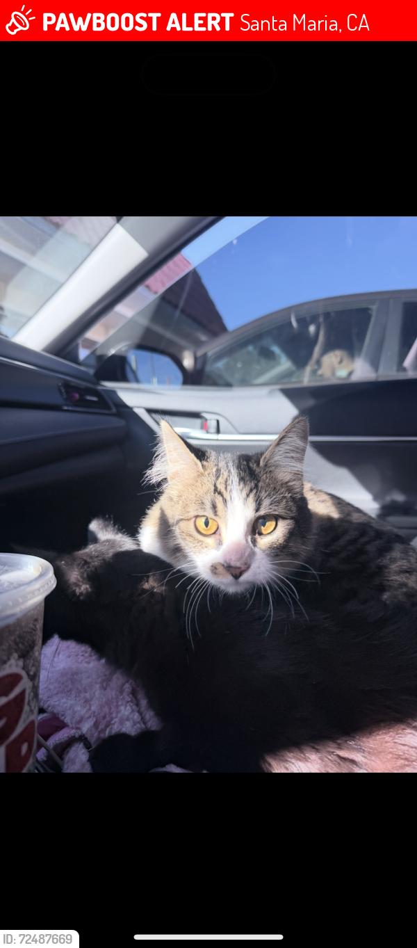 Lost Female Cat last seen By apmts on E. Chapel and N. Concepcion, Santa Maria, CA 93454