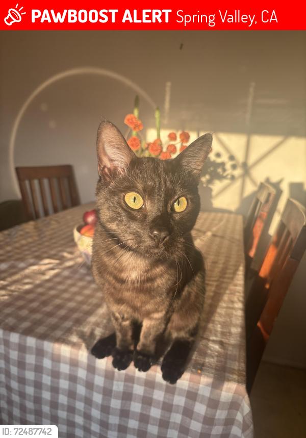 Lost Male Cat last seen Upland and Lamar , Spring Valley, CA 91977