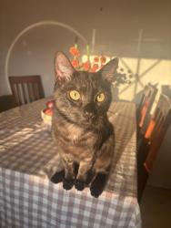 Lost Male Cat last seen Upland and Lamar , Spring Valley, CA 91977