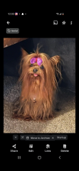 Lost Male Dog last seen Near w Ajo way , Tucson, AZ 85713