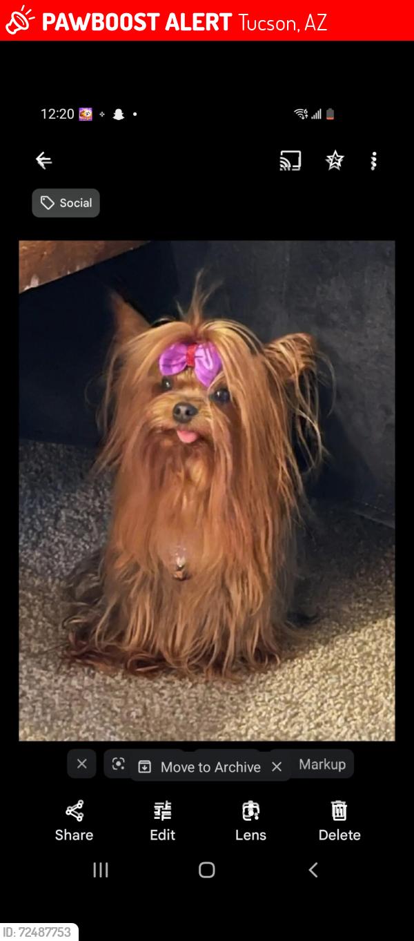 Lost Male Dog last seen Near w Ajo way , Tucson, AZ 85713