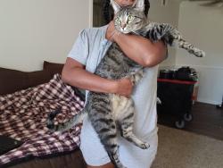 Lost Male Cat last seen Creekview Drive, Anna, TX 75409