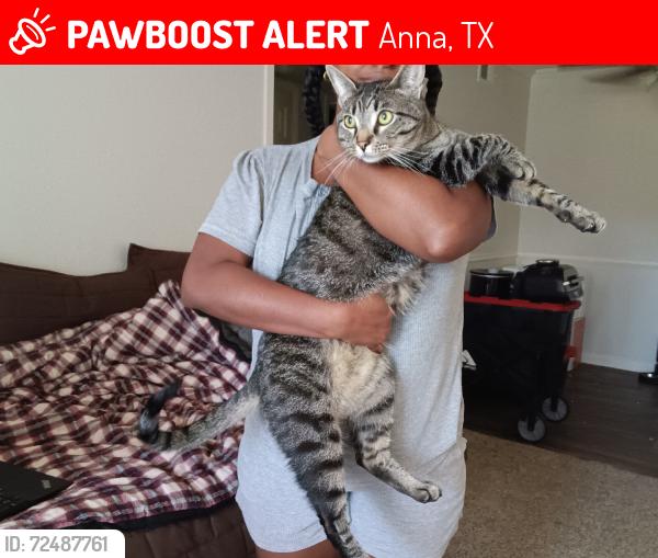 Lost Male Cat last seen Creekview Drive, Anna, TX 75409