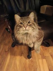 Lost Male Cat last seen Loire valley ave and Cabernet , Vaughan, ON L4J