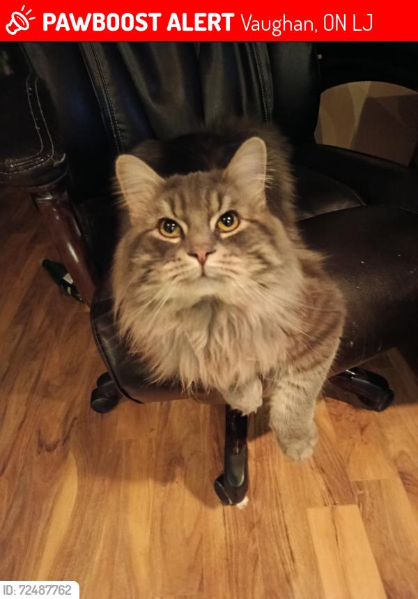 Lost Male Cat last seen Loire valley ave and Cabernet, Vaughan, ON L4J