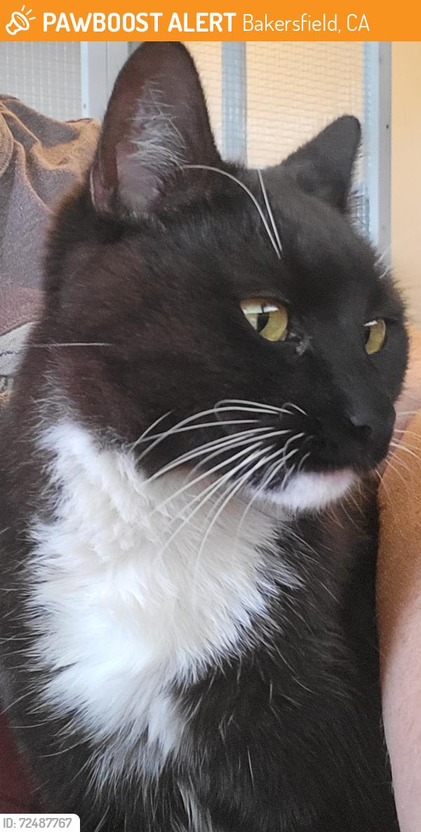 Found/Stray Female Cat last seen Coffee rd and 7 th standard, Bakersfield, CA 93314