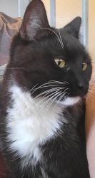 Found/Stray Female Cat last seen Coffee rd and 7 th standard, Bakersfield, CA 93314