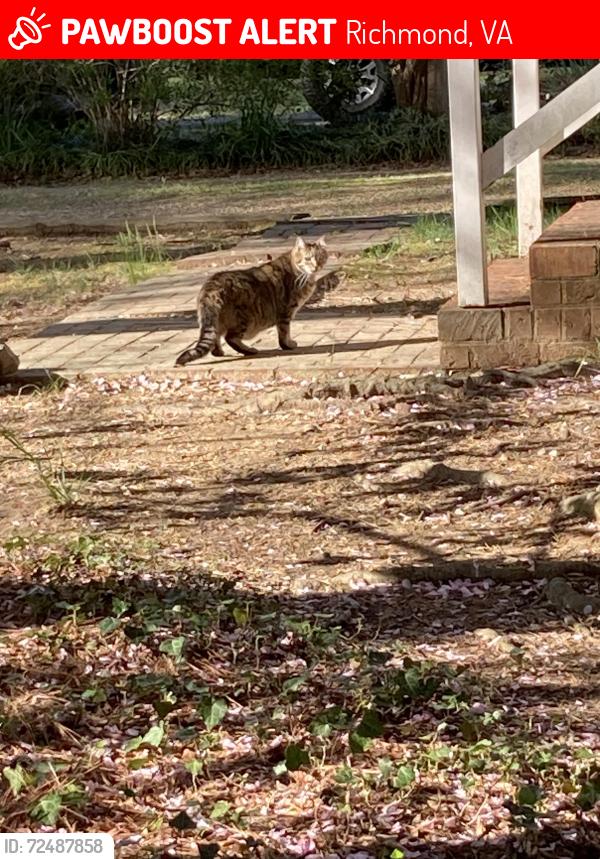 Lost Male Cat last seen Near Quarterstaff Rd., North Chesterfield, vA 23235, Richmond, VA 23235