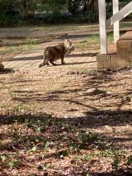 Lost Male Cat last seen Near Quarterstaff Rd., North Chesterfield, vA 23235, Richmond, VA 23235