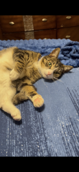 Lost Male Cat last seen Old kings rd s, Jacksonville, FL 32217