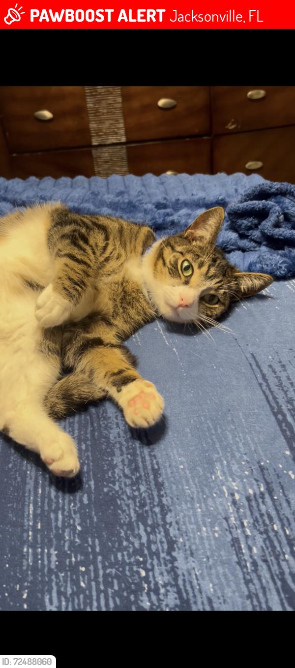 Lost Male Cat last seen Old kings rd s, Jacksonville, FL 32217