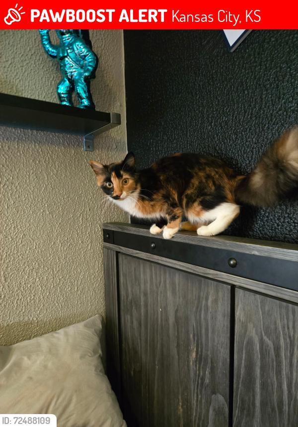 Lost Female Cat last seen Near n 44th st Kansas city ks 66102, Kansas City, KS 66102