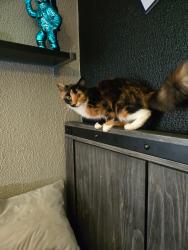 Lost Female Cat last seen Near n 44th st Kansas city ks 66102, Kansas City, KS 66102