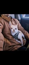 Lost Male Dog last seen Musser Farm, Manchester, PA 17345