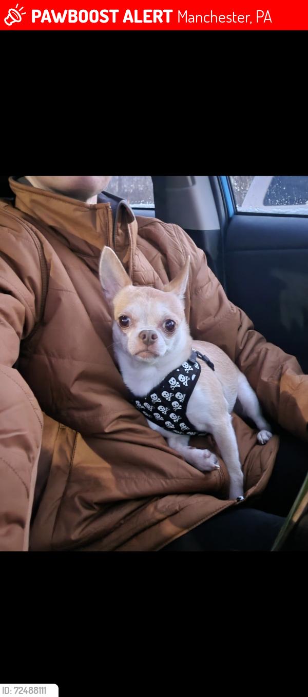 Lost Male Dog last seen Musser Farm, Manchester, PA 17345