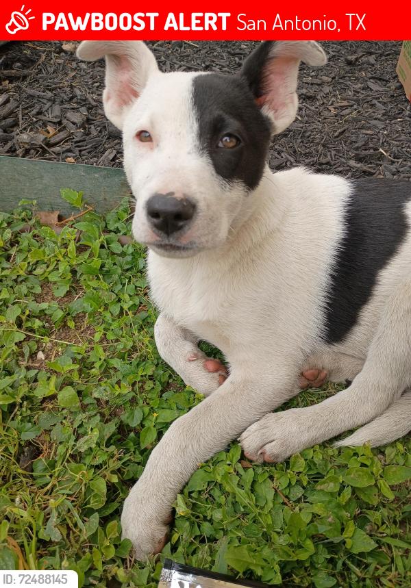 Lost Female Dog last seen Upton apmts behind Starbucks , San Antonio, TX 78232