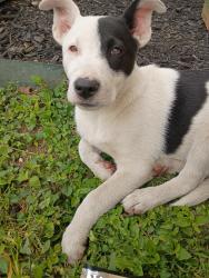 Lost Female Dog last seen Upton apmts behind Starbucks , San Antonio, TX 78232