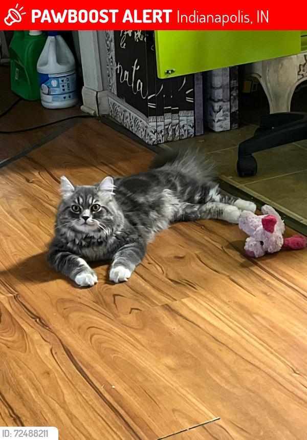 Lost Male Cat last seen Foltz/Gambel Rd, Indianapolis, IN 46221