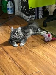 Lost Male Cat last seen Foltz/Gambel Rd, Indianapolis, IN 46221