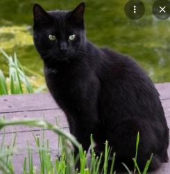 Lost Male Cat last seen Highway 17 / Hotspot , Summerville, SC 29486