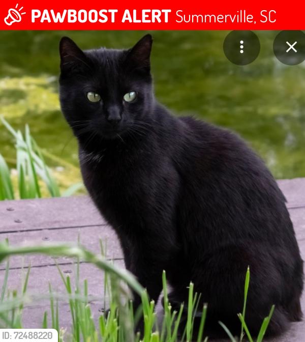 Lost Male Cat last seen Highway 17 / Hotspot , Summerville, SC 29486