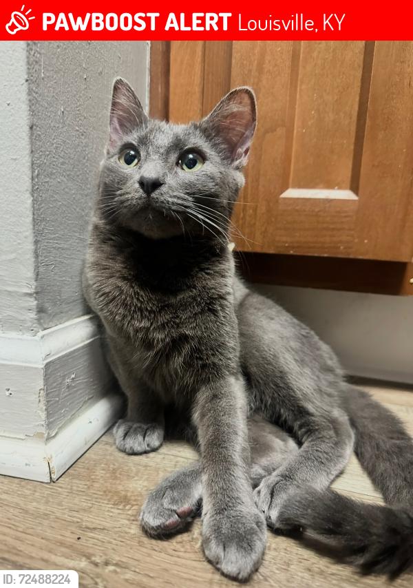 Lost Male Cat last seen Westport Rd , Louisville, KY 40241