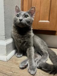 Lost Male Cat last seen Westport Rd , Louisville, KY 40241