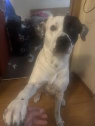 Lost Male Dog last seen Grand Prairie Tx, Grand Prairie, TX 75050