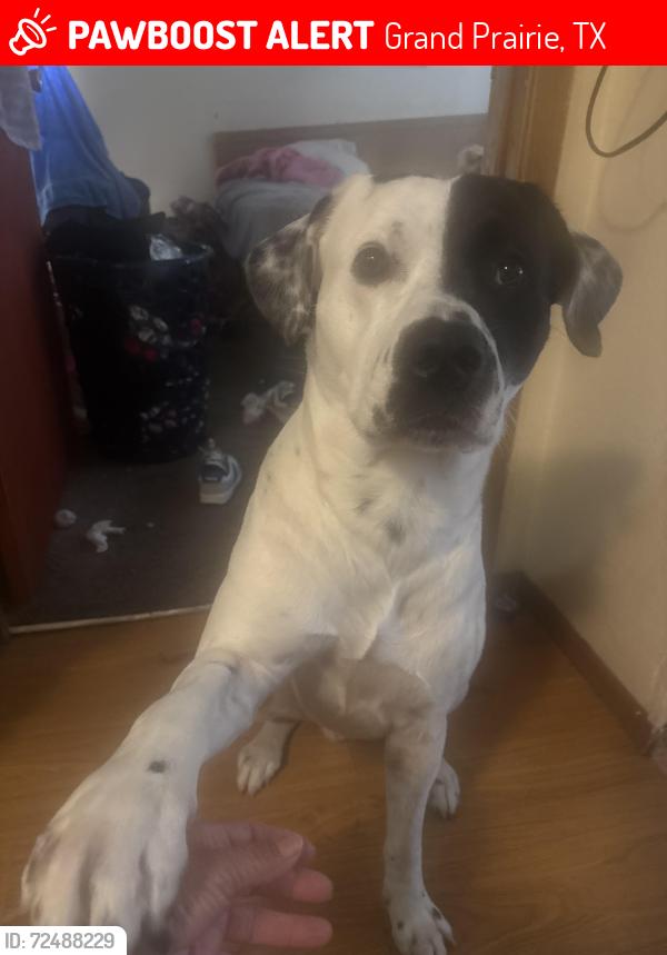 Lost Male Dog last seen Grand Prairie Tx, Grand Prairie, TX 75050