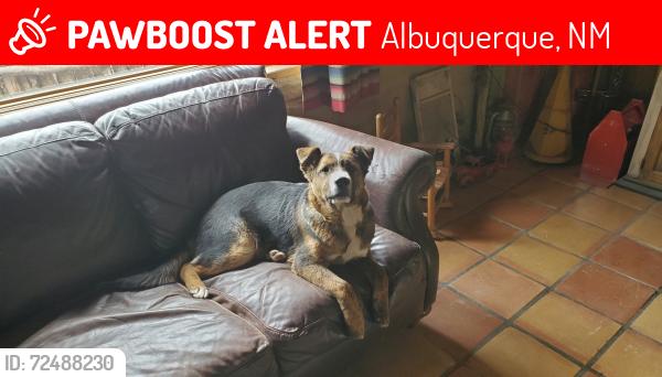 Lost Male Dog last seen Plant World on Edith blvd, Albuquerque, NM 87107