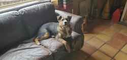Lost Male Dog last seen Plant World on Edith blvd, Albuquerque, NM 87107
