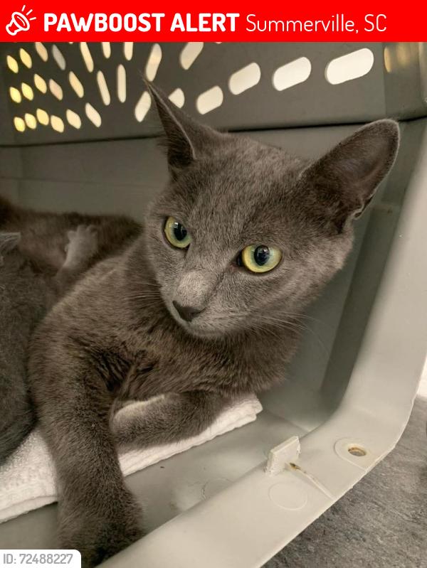 Lost Female Cat last seen Highway 17 / Hotspot , Summerville, SC 29486