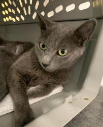 Lost Female Cat last seen Highway 17 / Hotspot , Summerville, SC 29486