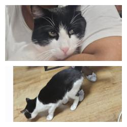 Lost Male Cat last seen Grace academy Darlaston , Darlaston, England WS10