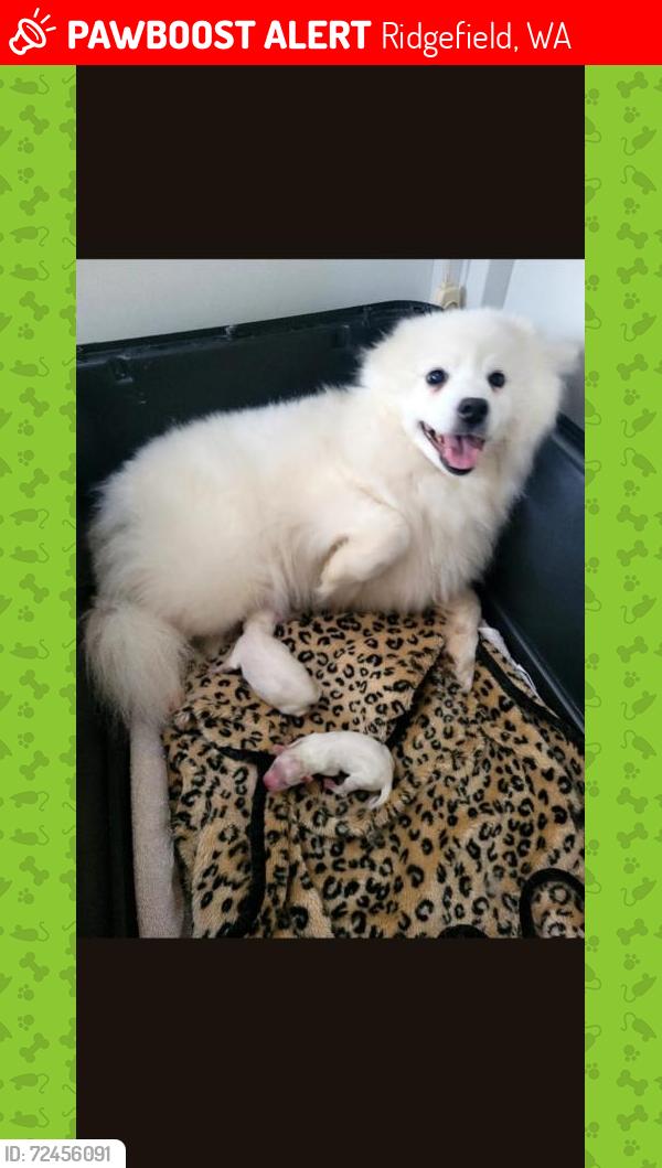 Lost Female Dog last seen 179th street, east of interstate 5 and Clark County Fairgrounds, Ridgefield, WA 98642