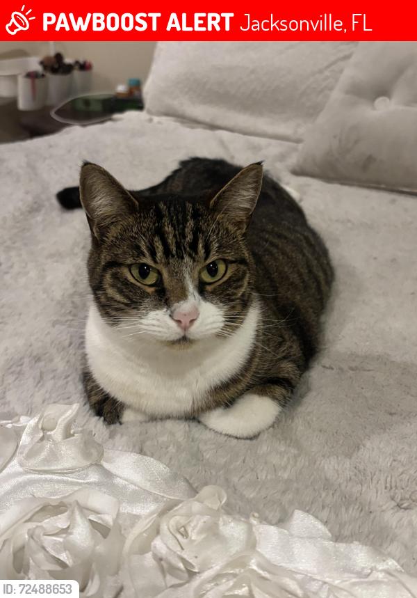 Lost Female Cat last seen N/A, Jacksonville, FL 32223
